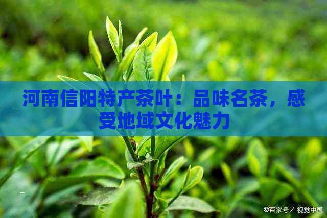 河南信阳特产茶叶：品味名茶，感受地域文化魅力