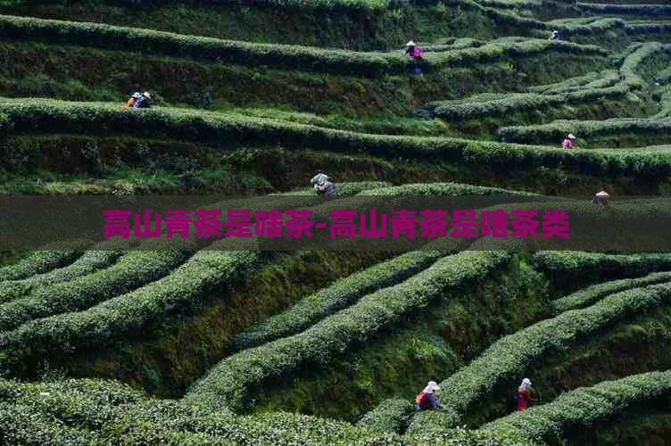 高山青茶是啥茶-高山青茶是啥茶类