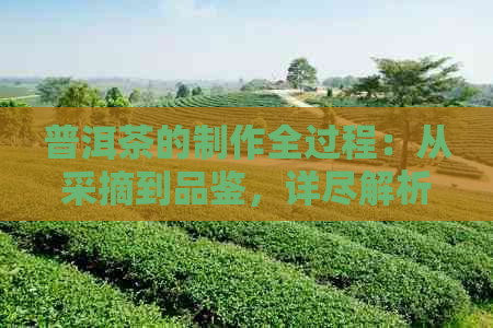 普洱茶的制作全过程：从采摘到品鉴，详尽解析每一步的关键技巧与注意事项