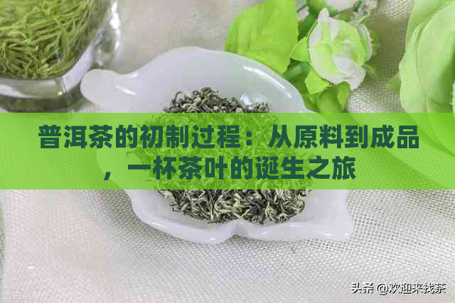 普洱茶的初制过程：从原料到成品，一杯茶叶的诞生之旅