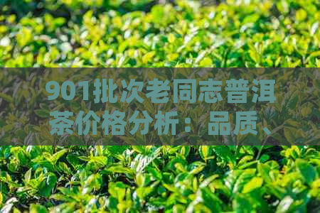 901批次老同志普洱茶价格分析：品质、市场与消费者体验