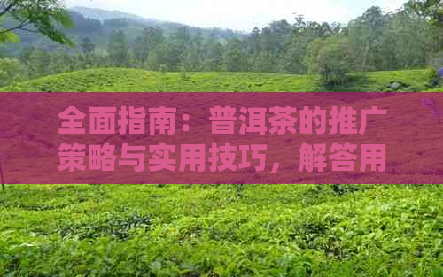 全面指南：普洱茶的推广策略与实用技巧，解答用户关于普洱茶的所有疑问