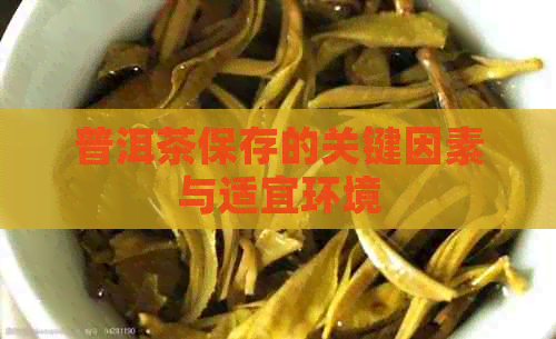 普洱茶保存的关键因素与适宜环境