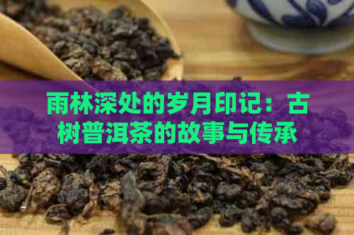 雨林深处的岁月印记：古树普洱茶的故事与传承