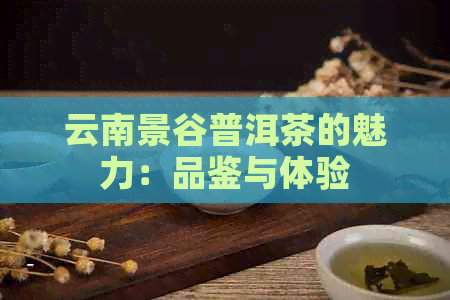 云南景谷普洱茶的魅力：品鉴与体验