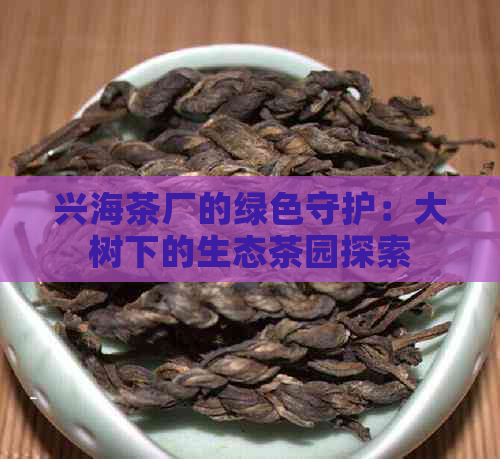 兴海茶厂的绿色守护：大树下的生态茶园探索