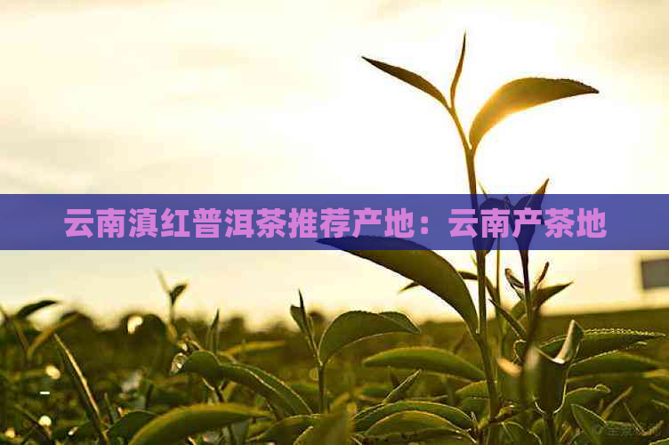 云南滇红普洱茶推荐产地：云南产茶地