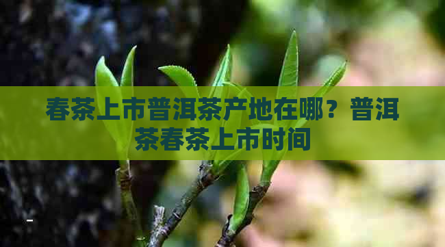 春茶上市普洱茶产地在哪？普洱茶春茶上市时间