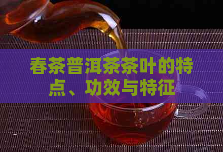 春茶普洱茶茶叶的特点、功效与特征