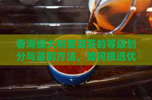 春海绿大树普洱茶的等级划分与鉴别方法，如何挑选优质普洱茶？