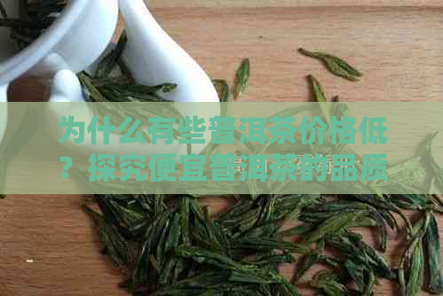 为什么有些普洱茶价格低？探究便宜普洱茶的品质和市场因素