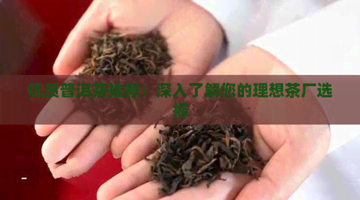 优质普洱茶推荐：深入了解您的理想茶厂选择