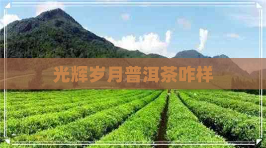 光辉岁月普洱茶咋样