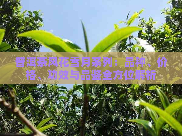 普洱茶风花雪月系列：品种、价格、功效与品鉴全方位解析