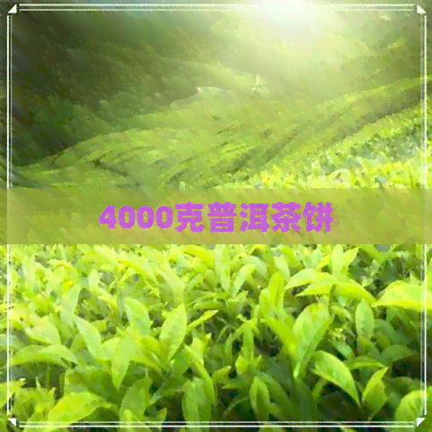 4000克普洱茶饼