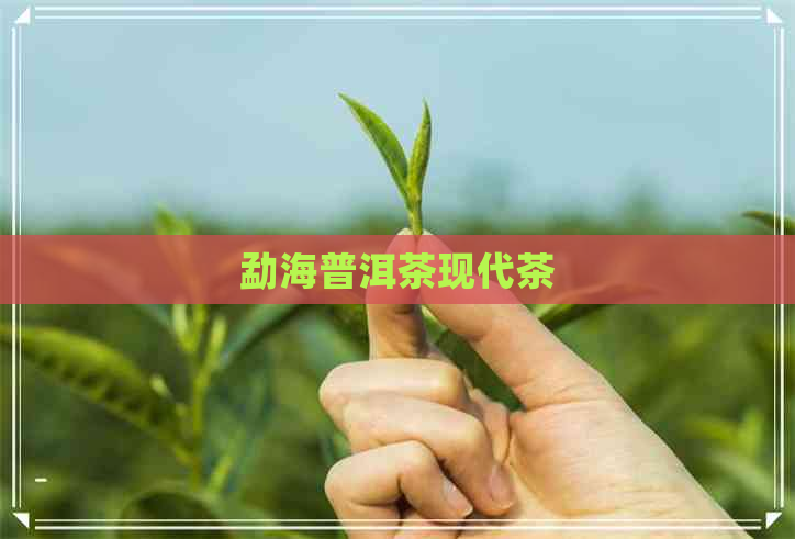 勐海普洱茶现代茶