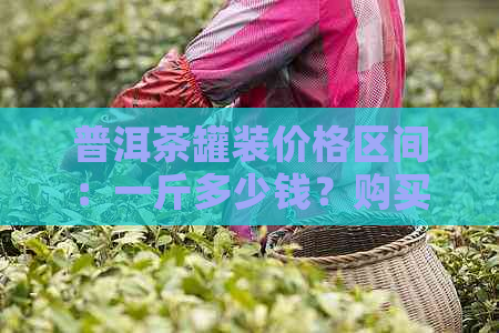 普洱茶罐装价格区间：一斤多少钱？购买时应注意哪些因素？