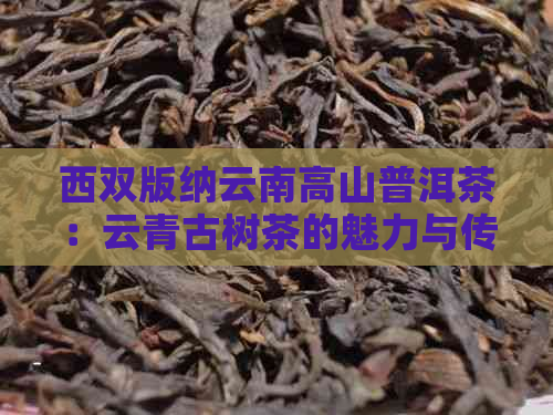 西双版纳云南高山普洱茶：云青古树茶的魅力与传承