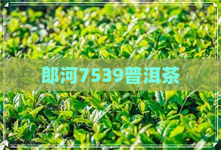 郎河7539普洱茶