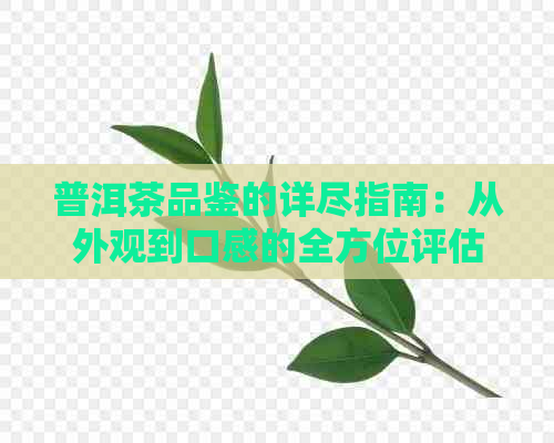 普洱茶品鉴的详尽指南：从外观到口感的全方位评估标准