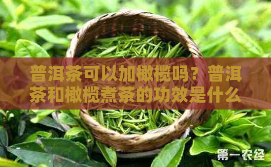 普洱茶可以加橄榄吗？普洱茶和橄榄煮茶的功效是什么？