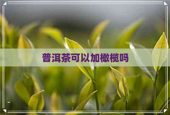 普洱茶可以加橄榄吗