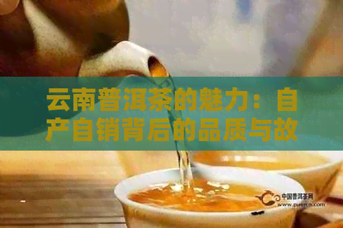 云南普洱茶的魅力：自产自销背后的品质与故事