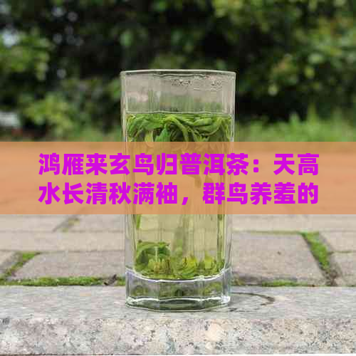 鸿雁来玄鸟归普洱茶：天高水长清秋满袖，群鸟养羞的深意与节气解译