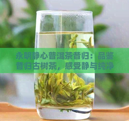 永明静心普洱茶昔归：品鉴昔归古树茶，感受静与纯净