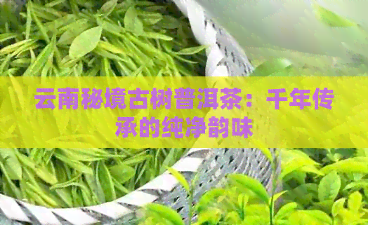 云南秘境古树普洱茶：千年传承的纯净韵味