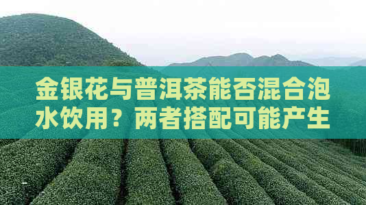 金银花与普洱茶能否混合泡水饮用？两者搭配可能产生什么效果？