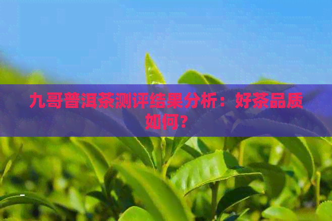 九哥普洱茶测评结果分析：好茶品质如何？