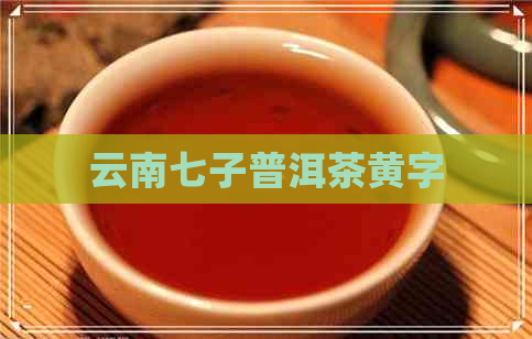 云南七子普洱茶黄字