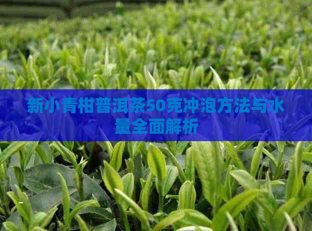 新小青柑普洱茶50克冲泡方法与水量全面解析