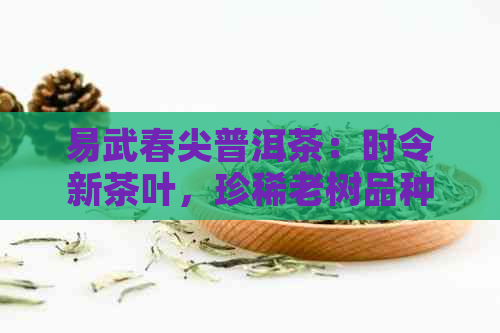 易武春尖普洱茶：时令新茶叶，珍稀老树品种，独特风味与收藏价值详解