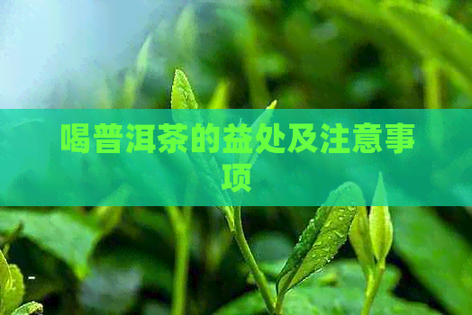 喝普洱茶的益处及注意事项