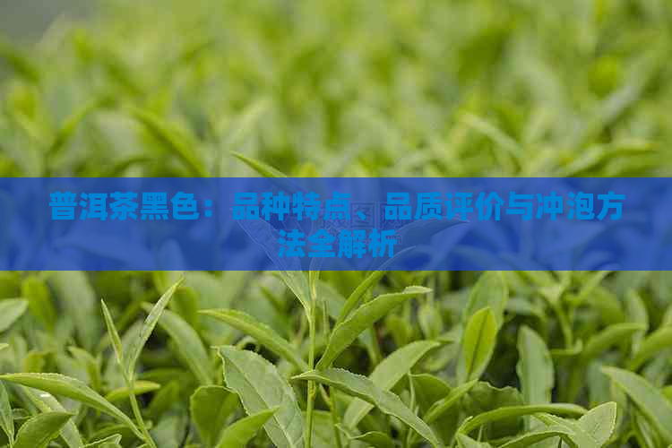 普洱茶黑色：品种特点、品质评价与冲泡方法全解析