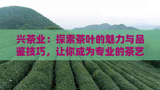 兴茶业：探索茶叶的魅力与品鉴技巧，让你成为专业的茶艺大师