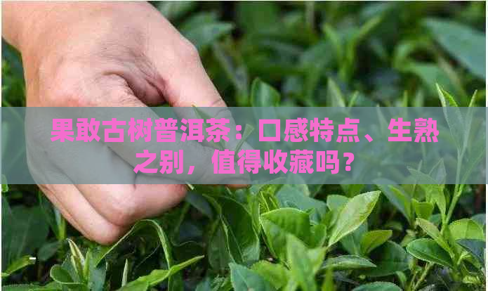 果敢古树普洱茶：口感特点、生熟之别，值得收藏吗？