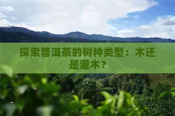 探索普洱茶的树种类型：木还是灌木？