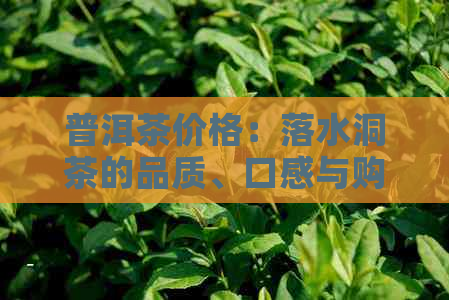 普洱茶价格：落水洞茶的品质、口感与购买指南