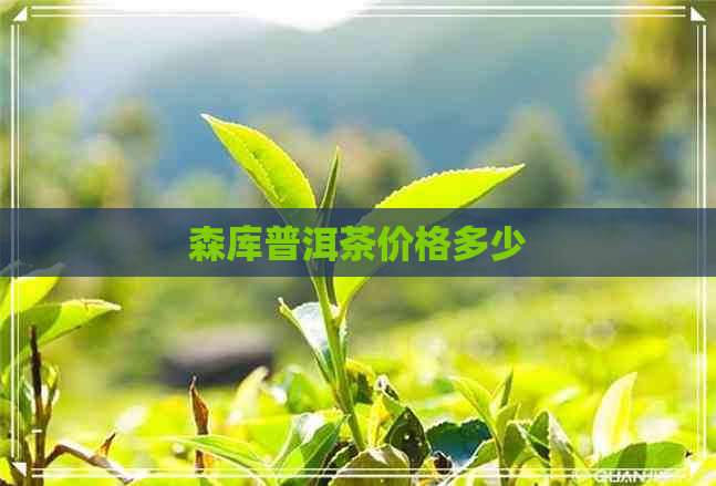 森库普洱茶价格多少