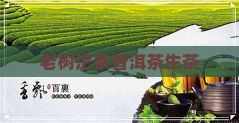 老树沱茶普洱茶生茶