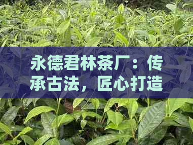 永德君林茶厂：传承古法，匠心打造的高品质茶叶瑰宝