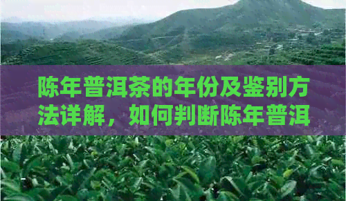 陈年普洱茶的年份及鉴别方法详解，如何判断陈年普洱的真实年份？