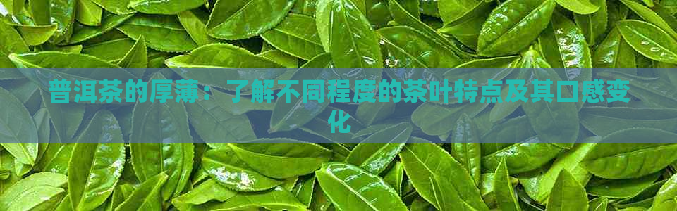 普洱茶的厚薄：了解不同程度的茶叶特点及其口感变化