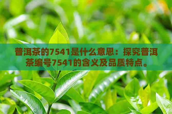 普洱茶的7541是什么意思：探究普洱茶编号7541的含义及品质特点。