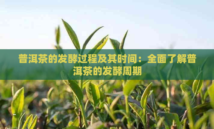 普洱茶的发酵过程及其时间：全面了解普洱茶的发酵周期