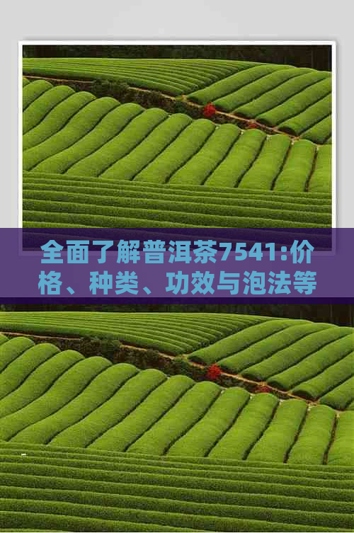 全面了解普洱茶7541:价格、种类、功效与泡法等一应俱全的详细指南