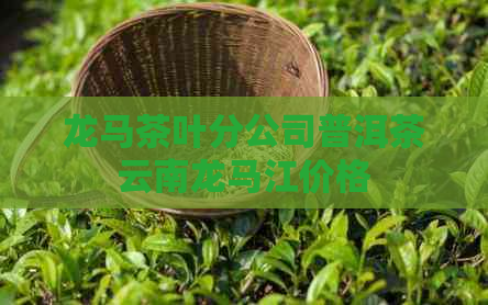 龙马茶叶分公司普洱茶云南龙马江价格